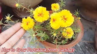 How to Grow Portulaca from Cuttings [upl. by Ailecnarf]