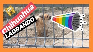 PERRO CHIHUAHUA LADRANDO 🙀 Ladrido de chiguagua 📢 2024 [upl. by Ilah35]