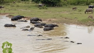 Water Buffaloes Bubalus [upl. by Bullough]