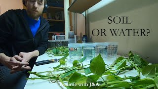 Pothos Propagation  Soil vs Water 9 months growth [upl. by Mano]