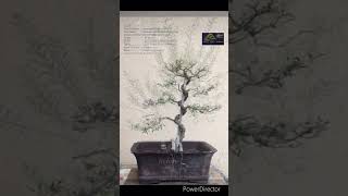 SN05 bonsai pruning wiring Cestrum nocturnum VariegatedRaat Ki Rani shorts [upl. by Atazroglam]