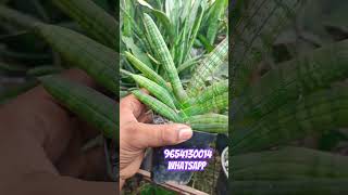 Cylindrica var patula sansevieria Boncel available for sale 200₹ eachcourier 9654130014 whatsapp [upl. by Hauhsoj]