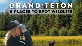 Top 8 Places to Spot Wildlife in Grand Teton National Park [upl. by Gnivre]