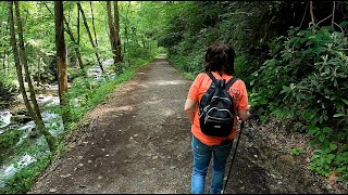 Hiking Along an Old Logging Road  Great Smoky Mountains Tennessee [upl. by Trabue810]