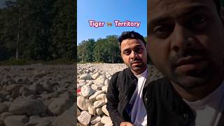 Tiger 🐅  Territory  Tiger zone  Jim Corbett  national park  shorts [upl. by Anelrad]