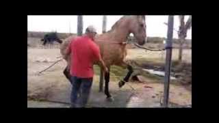 Los Caballos de Joan Sebastian Asi Aprenden A Bailar [upl. by Zelig]