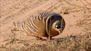 Sandgrouses of India  Painted Sandgrouse [upl. by Porta404]