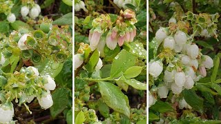 Will Blueberry Flowers Turn Into Fruit I The Blueberry Barn [upl. by Horowitz]