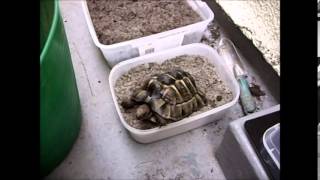 Tortoise Hibernation  Fridge method Part Two [upl. by Renault151]