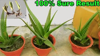 How to grow aloe vera at home easiest way [upl. by Yeliab773]