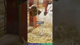 Adorable Pygmy Goats Spreading JoyFunnyAnimals Animal PlayfulGoats CuteAnimals AnimalLovers [upl. by Randolf]