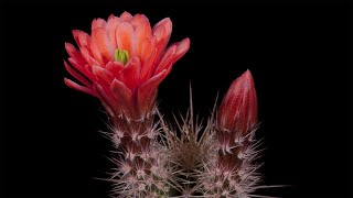 Time Lapse Echinocereus xroetteri USA New Mexico Otero County [upl. by Gnilrac932]