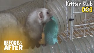 Ferret Keeps Stealing Rubber ONLY  Before amp After Makeover Ep 78 [upl. by Stormi]