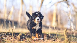 Bernese Mountain Dog Barking Causes and Solutions [upl. by Ybor]