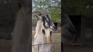 Twinnies goat kids twins christmas homemade homestead farmstead babygoats tgbtg [upl. by Iccir591]