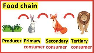 Food chains  Producer primary consumer secondary consumer tertiary consumer [upl. by Eiramrefinnej23]