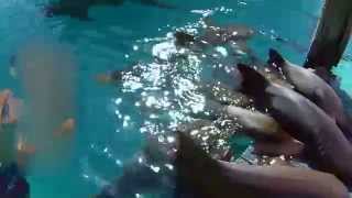 Nurse sharks being fed at Compass Cay Marina Bahamas [upl. by Aldredge853]