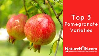 Top 3 Pomegranate Varieties  NatureHillscom [upl. by Morrell43]