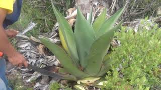 GUSANO DE MAGUEY O GUSANO DE PENCA [upl. by Ennire]