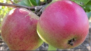 How to Plant a Fruit Tree  Essential Steps [upl. by Schurman]