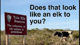 SomehowThe Point Reyes Park Service Still Find A Way to Hurt the Elk [upl. by Clementius]