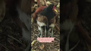 Wattled jacana chicks depend on their dad for protection  San Diego Zoo shorts [upl. by Solley]