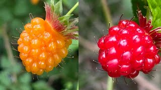 Salmonberry Picking  Delicious Edible Wild Berries 🤤😋😍 berries delicious salmon fruit [upl. by Fabiola]