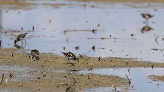 紅胸濱鷸  Rednecked Stint  Calidris ruficollis [upl. by Lleuqar]