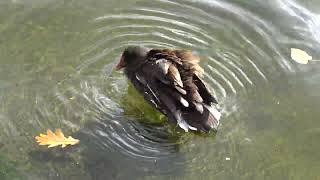 Moorhen diving and splashing [upl. by Dori]