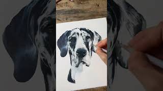 Flora Great Dane Pet Portrait Commission [upl. by Hirz772]