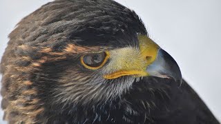 Hawk Sounds  Hawk Sound Effects  Red Tailed Hawk Noises  Hawk Screech  Hawk Calls  No Music [upl. by Lledualc]