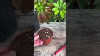 How To Propagate Succulents Cotyledon tomentosa [upl. by Gae]