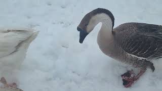 Keeping geese in Alaska during winter [upl. by Swanhilda49]