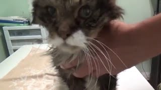 22 Year Old Cat Euthanasia [upl. by Aralk]