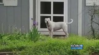 Pit bull attacking kids shot by police in SE Portland [upl. by Aelyak]