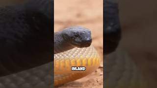 The Worlds Most Venomous Snake The inland taipan  wildlife wonders [upl. by Ahsinauj]