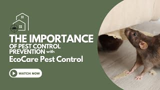 The Importance Of Pest Control Prevention [upl. by Aitropal]