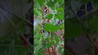 Mulberry Tree In Polystyrene [upl. by Melita]