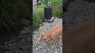 Sophie the elderly Vizsla after barking at the lawn guy [upl. by Rao]