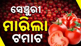 ଟମାଟୋ ଟପିଲା ୧୦୦  Tomato Price Touches Rs 100 Per Kg  Kanak News Digital [upl. by Nellda]