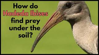 HOW DO HADEDA IBISES FIND PREY UNDER THE SOIL [upl. by Elocan]