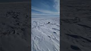 Wolverine  qavvik  west of Arviat Nunavut Canada [upl. by Skyler]