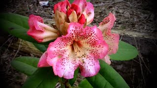 Our Landscape Garden is Waking Up Rhododendron Bloom Tour [upl. by Yntirb]