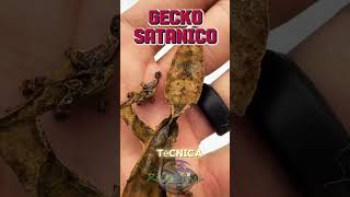 Autotomía Caudal La Defensa del Gecko Satánico wildlife vidasalvaje pets reptiles gecko [upl. by Eixam]