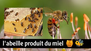 comment labeille produit le miel  la manière dont cette vidéo 🍯🐝 [upl. by Collin225]