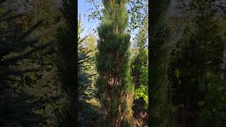 Pinus nigra Green Tower [upl. by Nonna]