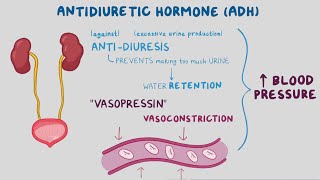 Vasopressin Drugs [upl. by Ina882]