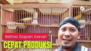 Pengkondisian Kenari Betina Siapan supaya Cepat Produksi [upl. by Rednasxela]