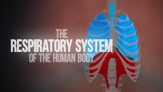 Respiratory System of the Human Body  How the Lungs Work Animation [upl. by Saitam]