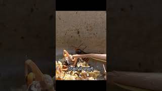 A fierce battle between a mantis and a wasp Unexpectedly the wasp was killed by the mantis shorts [upl. by Itnuahsa280]